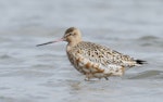 Bar-tailed godwit | Kuaka. Adult male in partial breeding plumage. Manawatu River estuary, March 2012. Image © Phil Battley by Phil Battley.