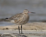 Bar-tailed godwit | Kuaka. A fat, pale male godwit soon before northward migration. The extent of breeding plumage is typical of southern Alaskan-breeding birds. Manawatu River estuary, March 2010. Image © Phil Battley by Phil Battley.