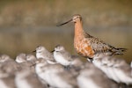 Bar-tailed godwit | Kuaka. Adult in breeding plumage with wrybill flock. Miranda, March 2008. Image © Tony Whitehead by Tony Whitehead.