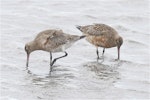 Bar-tailed godwit | Kuaka. Two adults feeding, one with well-developed breeding plumage. Avon-Heathcote estuary, March 2014. Image © Steve Attwood by Steve Attwood.