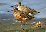 Bar-tailed godwit | Kuaka. Adult in breeding plumage. Manawatu River estuary, March 2007. Image © Alex Scott by Alex Scott.