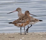 Bar-tailed godwit | Kuaka. Male (front) developing breeding plumage and female in non-breeding plumage shortly before migrating. Motueka Sandspit, March 2012. Image © Rebecca Bowater FPSNZ by Rebecca Bowater FPSNZ.