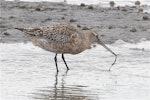 Bar-tailed godwit | Kuaka. Adult in breeding plumage pulling up marine worm. Avon-Heathcote estuary, March 2014. Image © Steve Attwood by Steve Attwood.