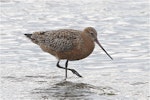 Bar-tailed godwit | Kuaka. Adult in breeding plumage wading. Avon-Heathcote estuary, May 2014. Image © Steve Attwood by Steve Attwood.