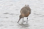 Bar-tailed godwit | Kuaka. Adult in breeding plumage feeding. Avon-Heathcote estuary, March 2014. Image © Steve Attwood by Steve Attwood.