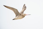 Bar-tailed godwit | Kuaka. Ventral view of non-breeding adult in flight. Miranda, January 2010. Image © Tony Whitehead by Tony Whitehead.