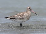 Bar-tailed godwit | Kuaka. A juvenile, showing the characteristic notched upperpart feathers. Note how the pale fringes of the juvenile plumage have eroded away, leaving the stronger dark brown central parts intact. Manawatu River estuary, December 2008. Image © Phil Battley by Phil Battley.