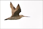 Bar-tailed godwit | Kuaka. Side view of adult in flight showing barring on tail. Miranda, October 2009. Image © Tony Whitehead by Tony Whitehead.