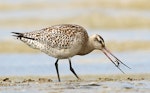 Bar-tailed godwit | Kuaka. Juvenile swallowing mud crab (note patterned plumage on wing, compared to the plainer coverts of adults). Whanganui River estuary, October 2015. Image © Ormond Torr by Ormond Torr.