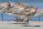 Bar-tailed godwit | Kuaka. Juvenile bird moulting into first non-breeding plumage. Manawatu River estuary, January 2013. Image © Phil Battley by Phil Battley.