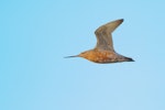 Bar-tailed godwit | Kuaka. Ventral view of male in breeding plumage in flight. Miranda, March 2011. Image © Tony Whitehead by Tony Whitehead.