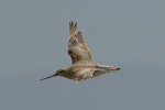 Bar-tailed godwit | Kuaka. Dorsal view of non-breeding adult in flight. Kidds Beach. Image © Noel Knight by Noel Knight.