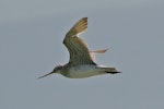 Bar-tailed godwit | Kuaka. Adult in flight showing underwing. Kidds Beach. Image © Noel Knight by Noel Knight.