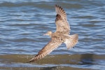 Bar-tailed godwit | Kuaka. Adult in flight (dorsal). Motueka Sandspit, September 2018. Image © Rob Lynch by Rob Lynch.