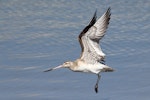 Bar-tailed godwit | Kuaka. Non-breeding adult taking flight, showing underwing. Motueka Sandspit, January 2014. Image © Rob Lynch by Rob Lynch.