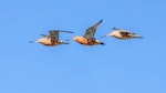 Bar-tailed godwit | Kuaka. Three birds in flight in breeding plumage. Wairau Lagoons, March 2021. Image © Derek Templeton by Derek Templeton.