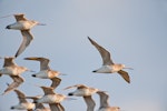 Bar-tailed godwit | Kuaka. Ventral view of flock in flight showing underwings. Ohiwa Harbour, January 2011. Image © Tony Whitehead by Tony Whitehead.