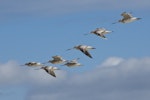 Bar-tailed godwit | Kuaka. Small flock in flight. Kaipara Harbour, December 2011. Image © Art Polkanov by Art Polkanov.