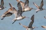 Bar-tailed godwit | Kuaka. Non-breeding adults in flight. Manawatu River estuary, October 2013. Image © Roger Smith by Roger Smith.