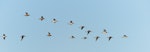 Bar-tailed godwit | Kuaka. Males in breeding plumage in 'V'-formation. Miranda, March 2011. Image © Tony Whitehead by Tony Whitehead.