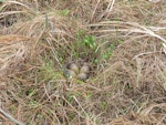 Bar-tailed godwit | Kuaka. Nest with 4 eggs in lowland tundra. Yukon Kuskokwim Delta, Alaska, June 2008. Image © Keith Woodley by Keith Woodley.