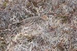 Bar-tailed godwit | Kuaka. Male incubating eggs in nest. Yukon-Kuskokwim Delta, Alaska, June 2008. Image © Keith Woodley by Keith Woodley.