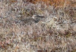 Bar-tailed godwit | Kuaka. Female bird incubating eggs in nest. Yukon-Kuskokwim Delta, Alaska, June 2008. Image © Keith Woodley by Keith Woodley.