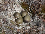 Bar-tailed godwit | Kuaka. Nest with 4 eggs in upland tundra. Yukon-Kuskokwim Delta, Alaska, June 2008. Image © Keith Woodley by Keith Woodley.