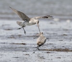 Bar-tailed godwit | Kuaka. Non-breeding birds fighting. Manawatu River estuary, October 2012. Image © Phil Battley by Phil Battley.