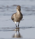 Bar-tailed godwit | Kuaka. Foraging bird with mud covering bill. Yalu Jiang National Nature Reserve, China, April 2010. Image © Phil Battley by Phil Battley.