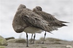 Bar-tailed godwit | Kuaka. Adult in non-breeding plumage preening. Ashley estuary, Canterbury, November 2012. Image © Steve Attwood by Steve Attwood.