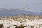 Bar-tailed godwit | Kuaka. Flock on shellbank. Mangere sewage ponds, November 2011. Image © Art Polkanov by Art Polkanov.