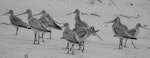 Bar-tailed godwit | Kuaka. Juvenile birds newly arrived on migration showing dropped wings. Waikawau Beach, North Coromandel, October 2009. Image © Ray Buckmaster by Ray Buckmaster.