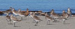 Bar-tailed godwit | Kuaka. Group of adults showing different angles. Motueka Sandspit, March 2012. Image © Rebecca Bowater FPSNZ by Rebecca Bowater FPSNZ.