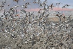 Bar-tailed godwit | Kuaka. Flock landing on fishpond wall while on northward migration. Yalu Jiang National Nature Reserve, China, April 2010. Image © Phil Battley by Phil Battley.