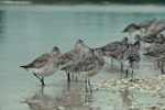 Bar-tailed godwit | Kuaka. Adult in non-breeding plumage on shellbank. Karaka shellbank, Manukau Harbour, October 1975. Image © Department of Conservation (image ref: 10030914) by Dick Veitch, Department of Conservation.