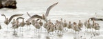 Bar-tailed godwit | Kuaka. Recent arrivals with facial iron staining from Alaskan sediments. Whanganui River estuary, October 2015. Image © Ormond Torr by Ormond Torr.