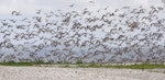 Bar-tailed godwit | Kuaka. Flock taking off. Mangere sewage ponds, November 2011. Image © Art Polkanov by Art Polkanov.