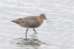 Bar-tailed godwit | Kuaka. Adult in breeding plumage showing flexibility of upper mandible. Avon-Heathcote estuary, March 2014. Image © Steve Attwood by Steve.