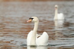 Mute swan | Wāna. Front view of adult male (cob) on water. England, United Kingdom, January 2012. Image © Neil Fitzgerald by Neil Fitzgerald.