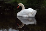 Mute swan | Wāna. Male (cob) in profile on water. Harts Creek, December 2009. Image © Peter Reese by Peter Reese.