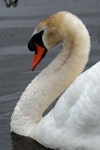 Mute swan | Wāna. Close view of male (cob) head and neck. Harts Creek, December 2009. Image © Peter Reese by Peter Reese.