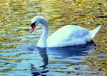 Mute swan | Wāna. Adult. Whanganui, August 2008. Image © Alex Scott by Alex Scott.