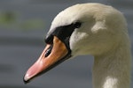 Mute swan | Wāna. Close view of female (pen) adult. Wanganui, January 2005. Image © Ormond Torr by Ormond Torr.