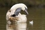 Mute swan | Wāna. Immature preening. England, United Kingdom, January 2012. Image © Neil Fitzgerald by Neil Fitzgerald.