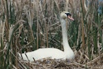 Mute swan | Wāna. Adult on nest. Rocky Point, Lake Ellesmere. Image © Department of Conservation ( image ref: 10037606 ) by Peter Morrison, Department of Conservation.