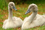 Mute swan | Wāna. Juveniles. Wanganui, January 2010. Image © Ormond Torr by Ormond Torr.