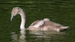 Mute swan | Wāna. Juvenile on lake. Wanganui, January 2010. Image © Ormond Torr by Ormond Torr.