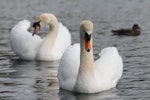 Mute swan | Wāna. Pair, male at front. Hokowhitu lagoon, Palmerston North, September 2007. Image © Peter Gill by Peter Gill.