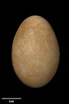 Mute swan | Wāna. Egg 112.7 x 75.4 mm (NMNZ OR.016453, collected by NZ Wildlife Service). Waikato, January 1971. Image © Te Papa by Jean-Claude Stahl.